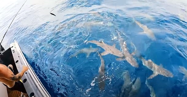 مغامر يضع يده بين أسماك القرش أثناء الصيد بأستراليا (2)