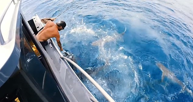 مغامر يضع يده بين أسماك القرش أثناء الصيد بأستراليا (1)