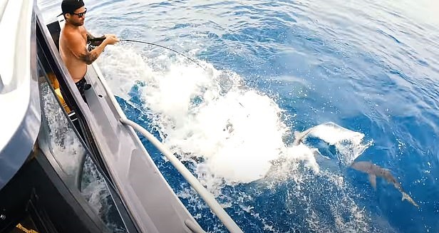 مغامر يضع يده بين أسماك القرش أثناء الصيد بأستراليا (3)