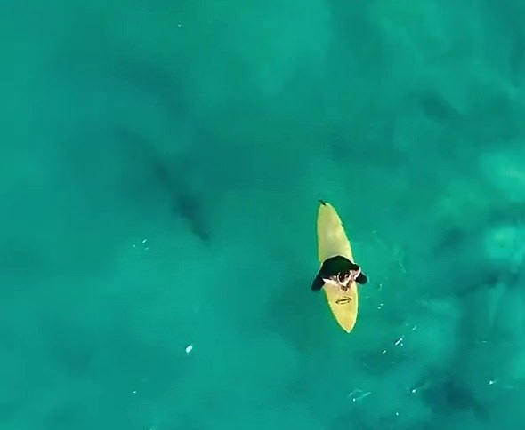 سمكة القرش تظهر تحت راكب الأمواج
