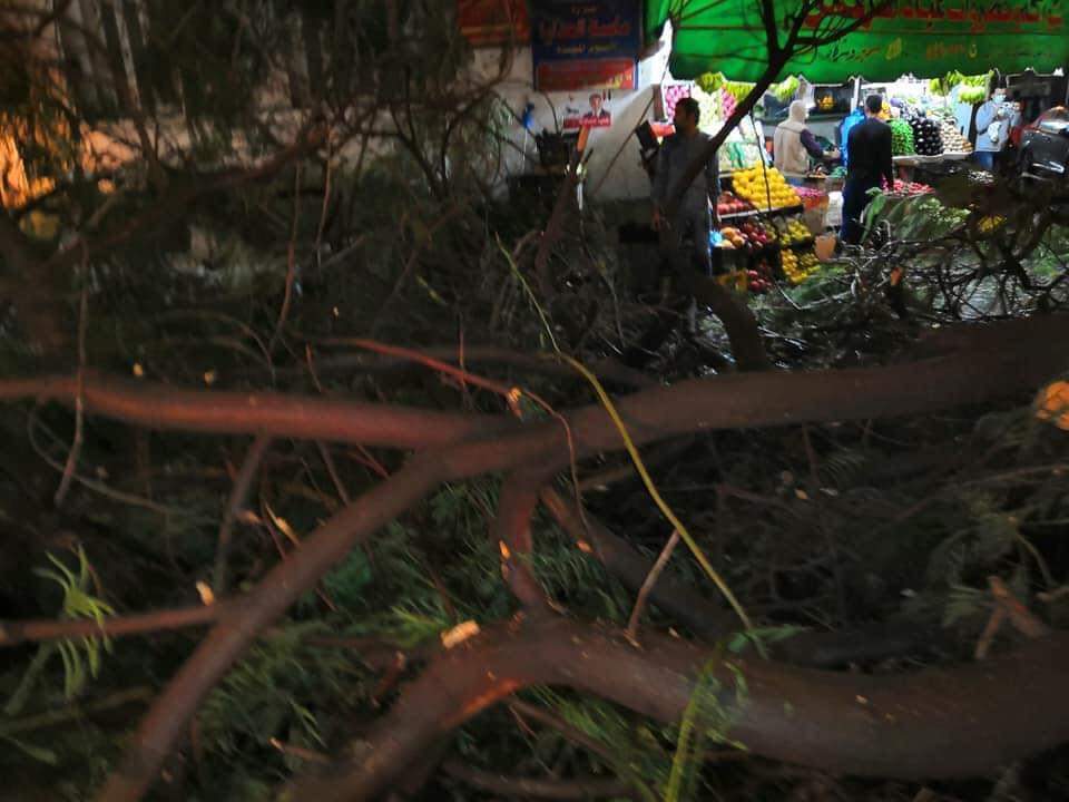 سقوط شجرة بمنطقة فلمنج بسبب الأمطار (1)