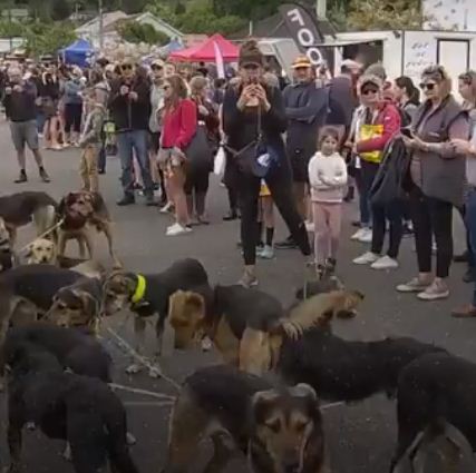 سباق الرعاة وكلابهم فى نيوزيلندا