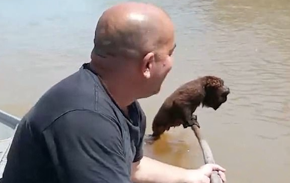 الصياد ينقد القرد من الغرق