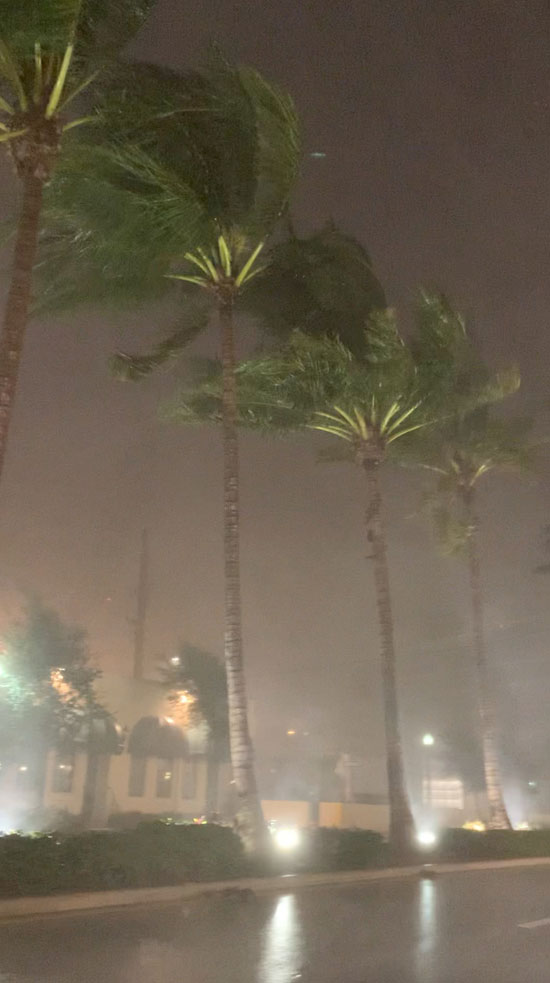 أشجار النخيل خلال  عاصفة إيتا في ميامي بيتش بفلوريدا