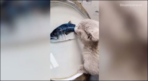 قط يحاول تناول سمكة ثلاثية الابعاد (2)