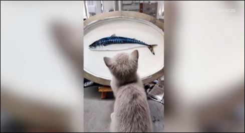 قط يحاول تناول سمكة ثلاثية الابعاد (1)
