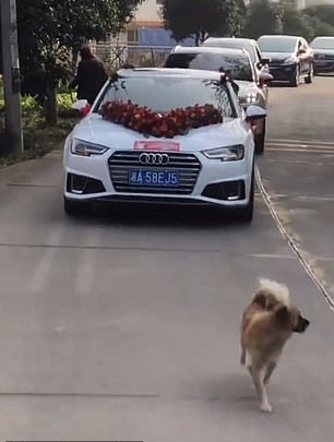 كلب يجرى 10 كيلو بجانب سيارة زفاف صاحبته (1)