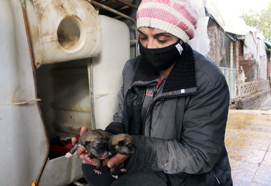 مأوى الكلاب فى سوريا (4)