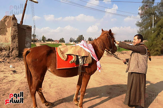 تربية الخيول العربية الأصيلة في الشرقية (2)