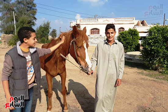  تربية الخيول العربية الأصيلة في الشرقية (1)