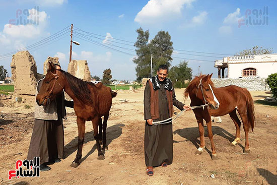  تربية الخيول العربية الأصيلة في الشرقية (4)