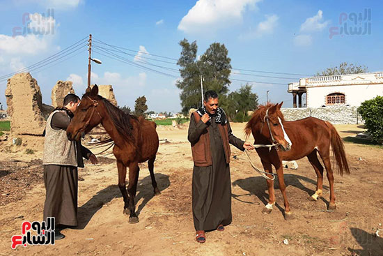  تربية الخيول العربية الأصيلة في الشرقية (5)