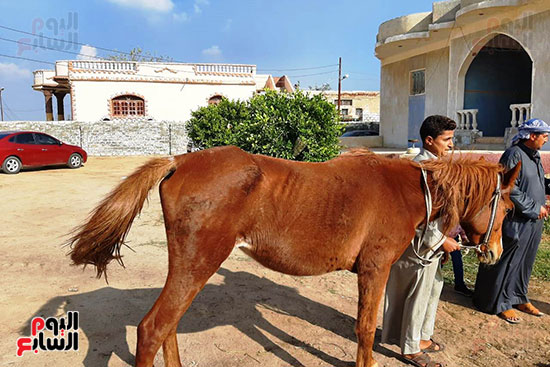  تربية الخيول العربية الأصيلة في الشرقية (7)