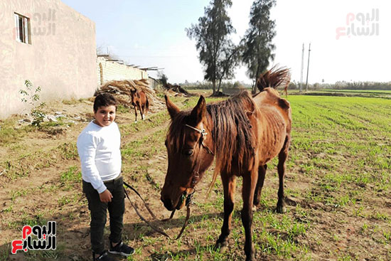  تربية الخيول العربية الأصيلة في الشرقية (6)