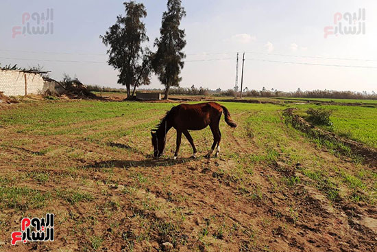  تربية الخيول العربية الأصيلة في الشرقية (10)