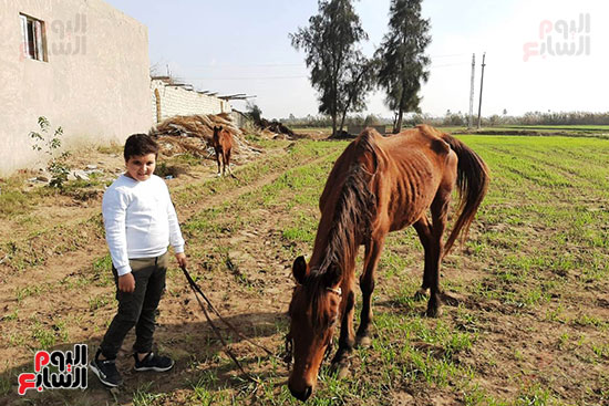  تربية الخيول العربية الأصيلة في الشرقية (9)