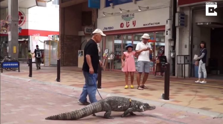 التمساح فى أحد شوارع اليابان
