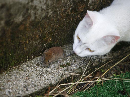 قطة تلعب مع فأر