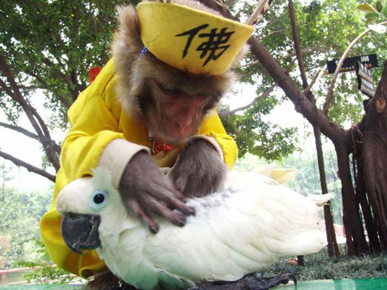 قرد يساعد ببغاء في التخلص من الحشرات في حديقة حيوانات في الصين