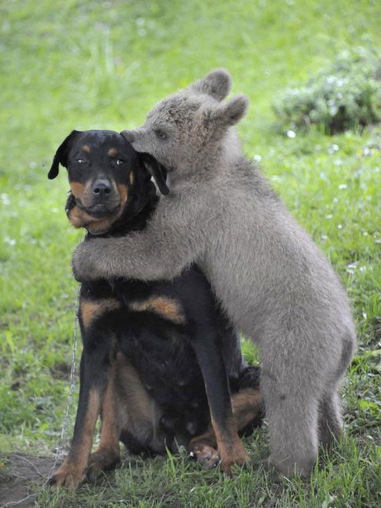 الدب ميدو يداعب كلب عائلة لوغار في قرية بودفر السلوفينية