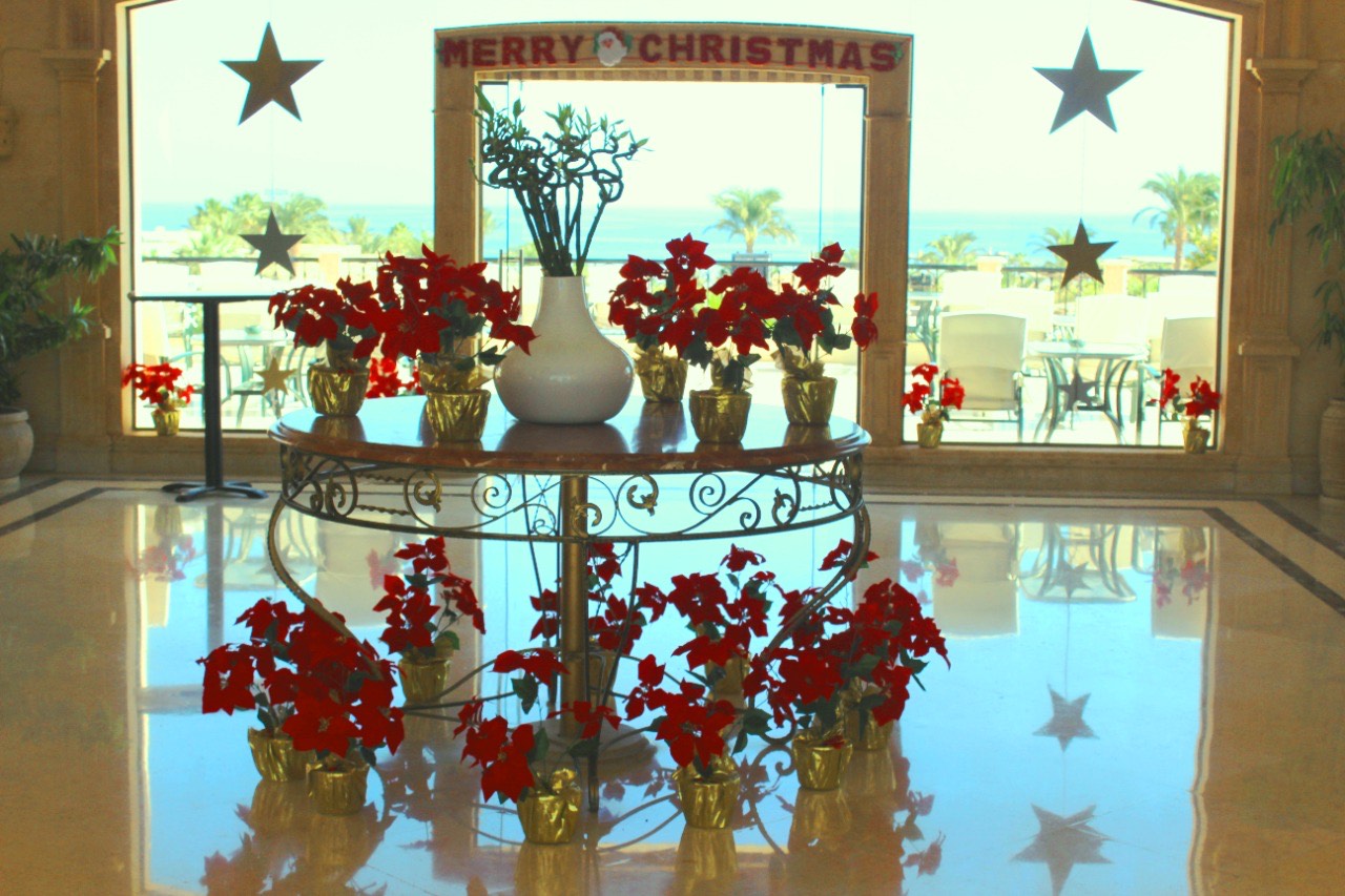 الإضاءة وأشجار أعياد الميلاد تزين فنادق البحر الأحمر لاستقبال اعياد الميلاد (5)