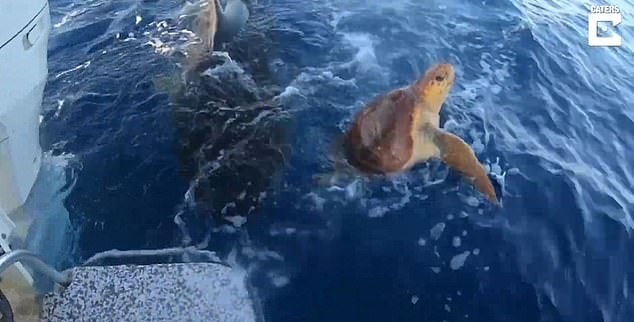 سلحفاة تهرب من سمكة قرش في مطاردة بجزر الباهاما (1)