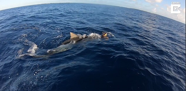 سلحفاة تهرب من سمكة قرش في مطاردة بجزر الباهاما (3)