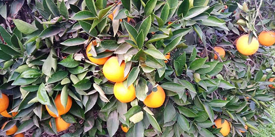 برتقال-القليوبية