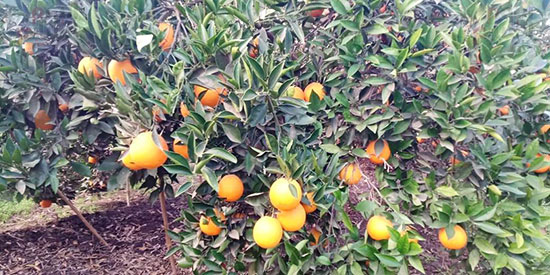 البرتقال على الاشجار بالقليوبية