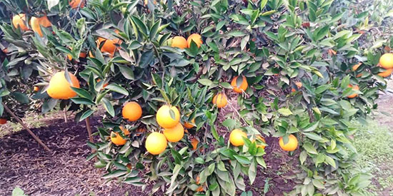 البرتقال يزين الأشجار بالقليوبية