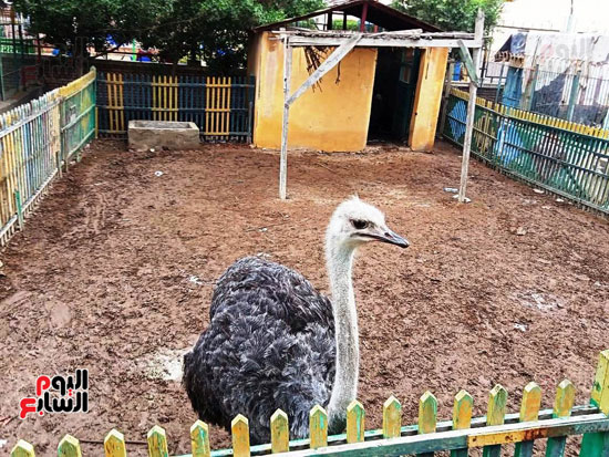 حديقة حيوان كفر الشيخ (21)