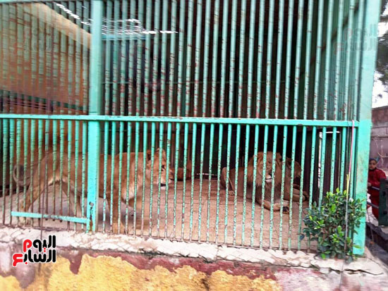 حديقة حيوان كفر الشيخ (13)