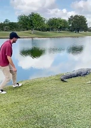 لاعب جولف يتنزع كرة من جانب تمساح في ولاية فلوريدا (3)