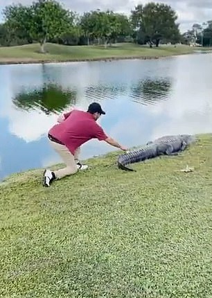 لاعب جولف يتنزع كرة من جانب تمساح في ولاية فلوريدا (2)