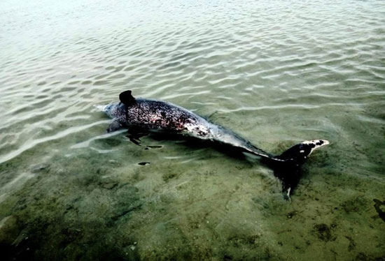 موت الدلافين النادرة (3)