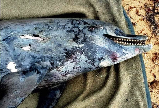 موت الدلافين النادرة (9)