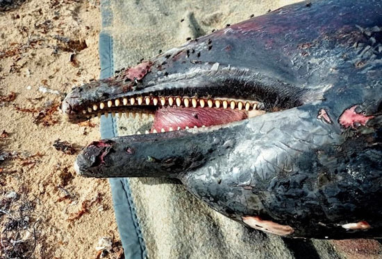 موت الدلافين النادرة (5)