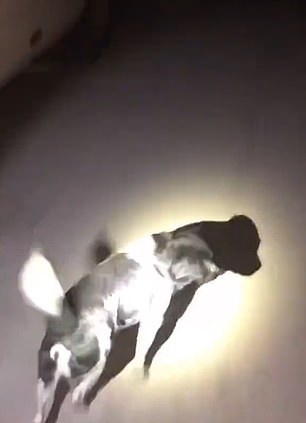 أنثى كلب ترشد قوات الإطفاء لإنقاذ جروها بالصين × فيديو  (3)
