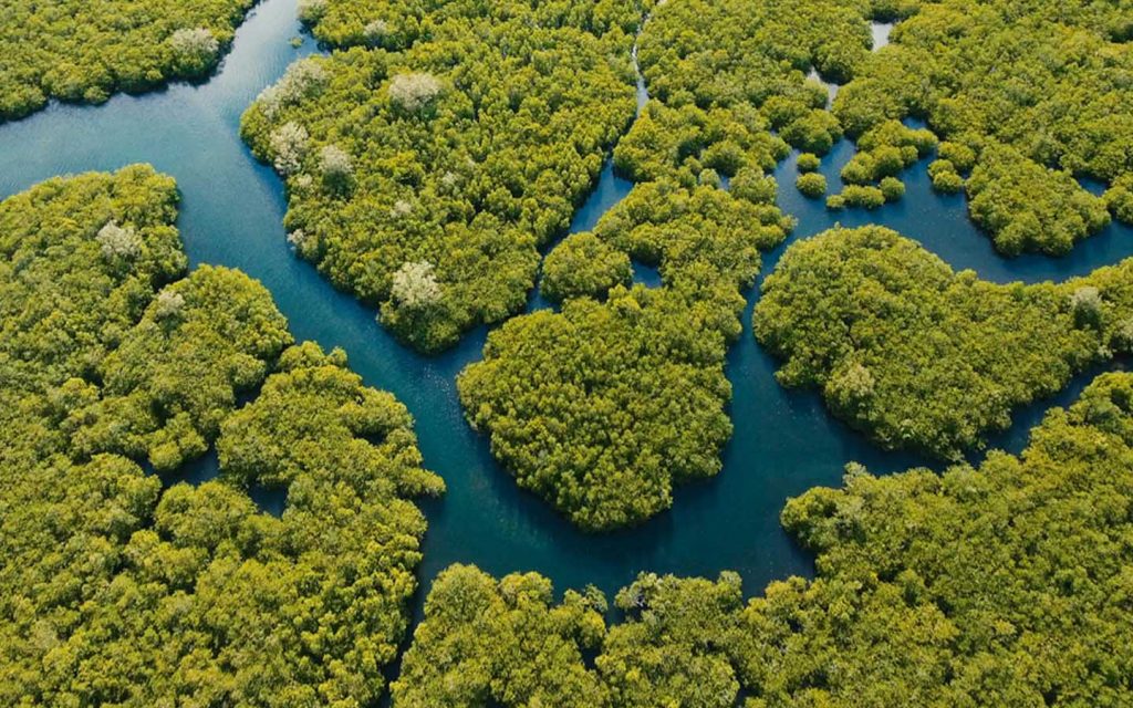 Mangroves-forest-ar15072020-1024x640