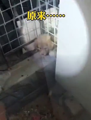 أنثى كلب ترشد قوات الإطفاء لإنقاذ جروها بالصين × فيديو  (2)