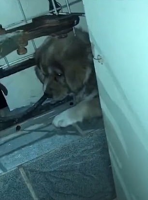 أنثى كلب ترشد قوات الإطفاء لإنقاذ جروها بالصين × فيديو  (1)
