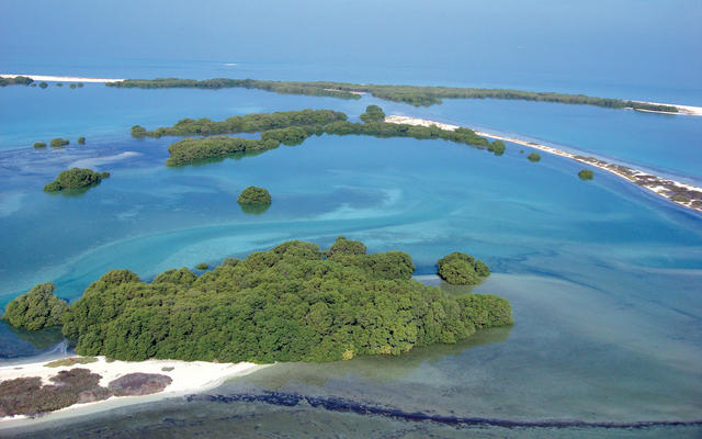 127-101529-mangroves-uae-environmental-heritage-treasure-3