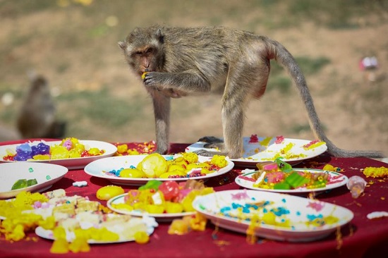 قرد يأكل الطعام من طاولة أمام معبد في بانكوك