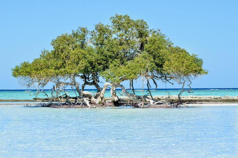 127-101529-mangroves-uae-environmental-heritage-treasure-4