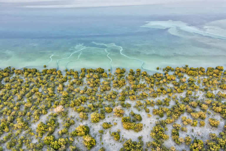 127-101529-mangroves-uae-environmental-heritage-treasure-5