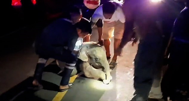 انقاذ فيل بإنعاش القلب الرئوى بعد حادث في تايلاند..فيديو وصور (4)