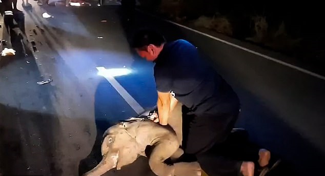 انقاذ فيل بإنعاش القلب الرئوى بعد حادث في تايلاند..فيديو وصور (3)