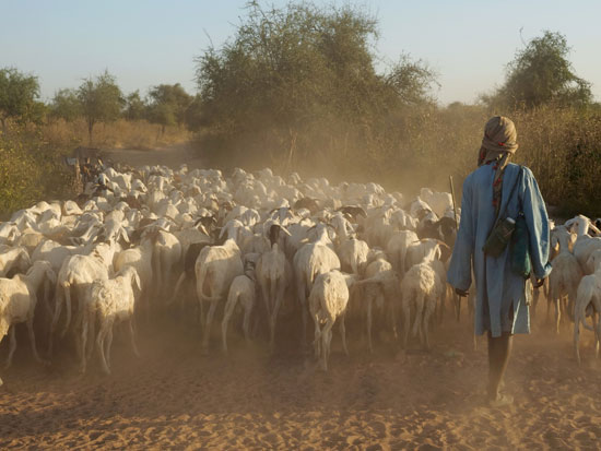 الجفاف فى السنغال - - الرعى فى السنغال (10)