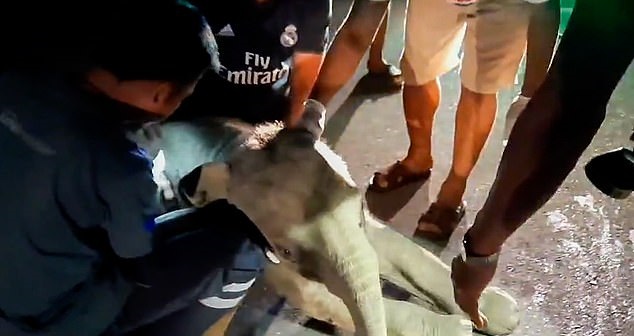 انقاذ فيل بإنعاش القلب الرئوى بعد حادث في تايلاند..فيديو وصور (1)