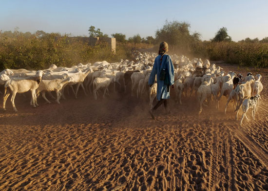 الجفاف فى السنغال - - الرعى فى السنغال (1)